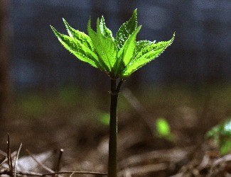 歷史上導(dǎo)致三七價(jià)格暴跌的罪魁禍?zhǔn)椎降资钦l(shuí)？（一）